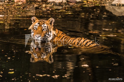Picture of Royal Bengal Tiger T-24 Ustaad